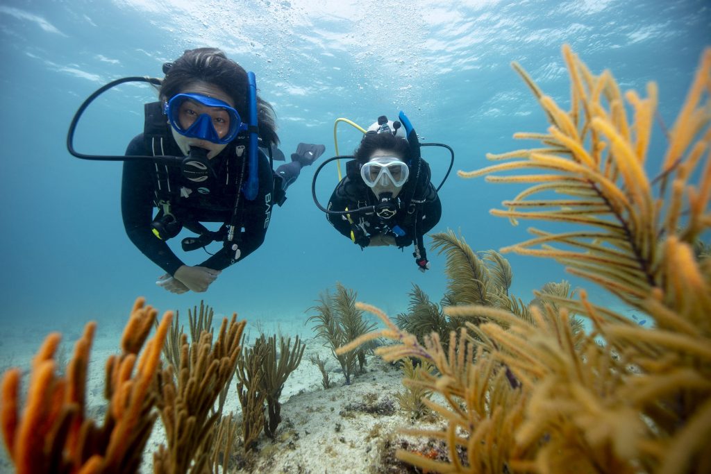 buddy divers looking at coral